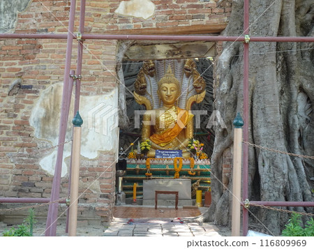 桑克拉泰寺 (Wat Sankrathai) 被椴樹侵占 Anton Thai 桑克拉泰寺 (Wat Sankrathai) 被椴樹侵占 Anton Thai 116809969