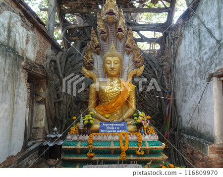 桑克拉泰寺 (Wat Sankrathai) 被椴樹侵占 Anton Thai 桑克拉泰寺 (Wat Sankrathai) 被椴樹侵占 Anton Thai 116809970