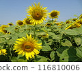 Sunflower fields in full bloom in midsummer, Saraburi, Thailand 116810006