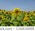 Sunflower fields in full bloom in midsummer, Saraburi, Thailand 116810008