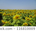 Sunflower fields in full bloom in midsummer, Saraburi, Thailand 116810009