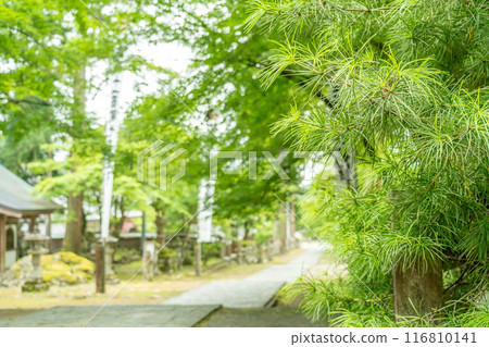 Ibigawa Town, Gifu Prefecture: A pine tree on the approach to Kegonji Temple on Mt. Yagikumi lined with lanterns and fresh greenery 116810141