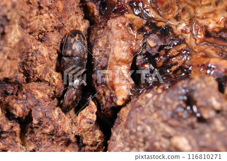 生物昆蟲:柏樹前翅的前緣和中心共有三個橢圓形斑紋。背面有波浪圖案 生物昆蟲:柏樹前翅的前緣和中心共有三個橢圓形斑紋。背面有波浪圖案 116810271