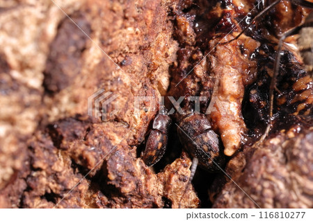 生物 昆蟲:Kiboshikoikeshikisui,七月灌木叢。各種昆蟲聚集在鋸齒橡樹餐廳。 生物 昆蟲:Kiboshikoikeshikisui,七月灌木叢。各種昆蟲聚集在鋸齒橡樹餐廳。 116810277