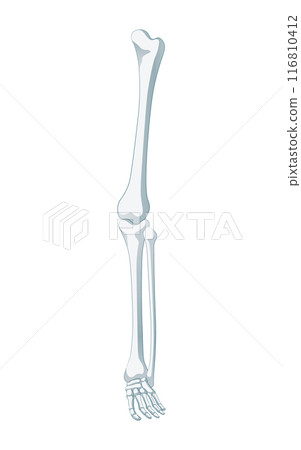 Leg bones 116810412