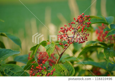 Ezon 接骨木漿果的紅色漿果 Ezon 接骨木漿果的紅色漿果 116810496