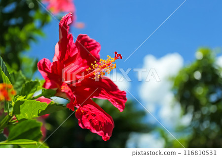 沖繩的藍天和紅芙蓉 116810531