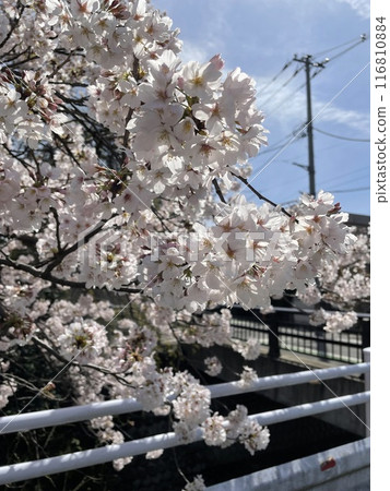 Scenery with cherry blossoms 116810884