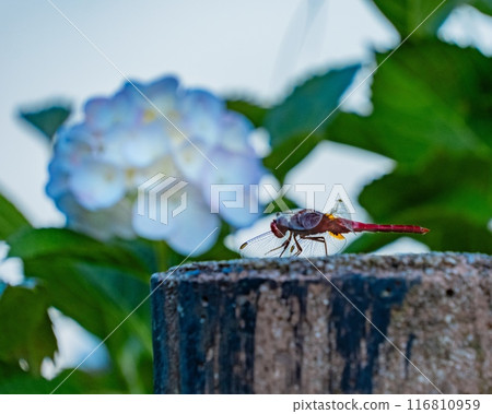 蜻蜓和藍色繡球花 蜻蜓和藍色繡球花 116810959