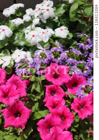 Summer flowers: Safinia, Scaevola, Madagascar periwinkle Summer flowers: Safinia, Scaevola, Madagascar periwinkle 116811084