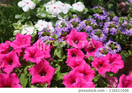 Summer flowers: Safinia, Scaevola, Madagascar periwinkle Summer flowers: Safinia, Scaevola, Madagascar periwinkle 116811086