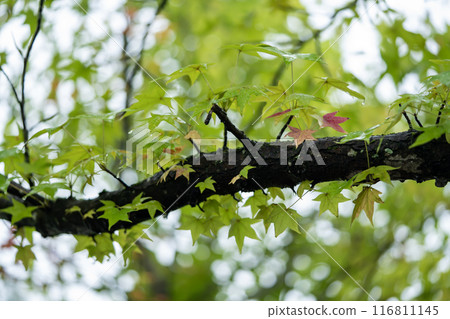 Maple autumn leaves Maple autumn leaves 116811145