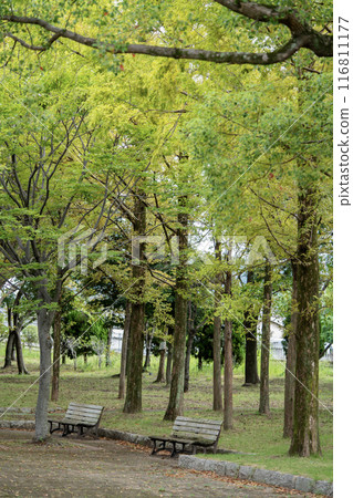 Early autumn park bench 116811177
