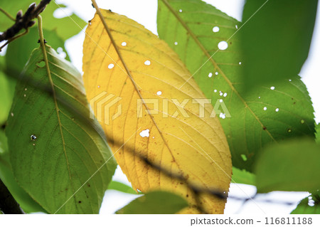 Autumn leaves of cherry leaves Autumn leaves of cherry leaves 116811188