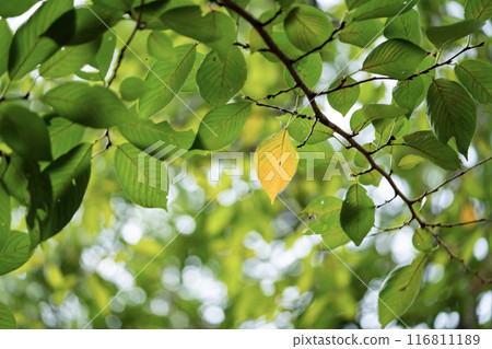 櫻桃葉子秋葉 116811189