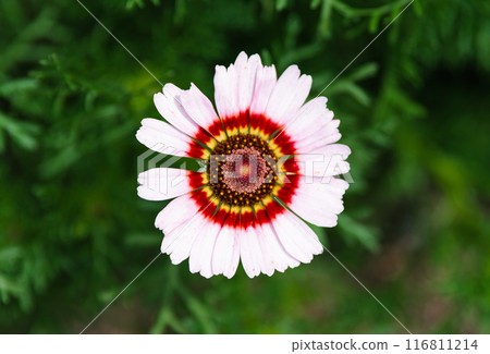 Ismelia carinata, the tricolour chrysanthemum, tricolor daisy or annual chrysanthemum close up 116811214