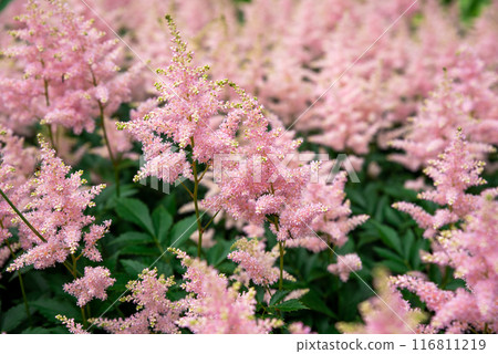 Lilac Astilbe flowers (false goat's beard). Queen ALexandra variety, hybrid. Russian Far East. 116811219