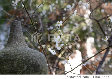 Cherry blossoms and stone lanterns in the grounds of Matsuda Samuda Shrine, one of the 13 Engishikisha shrines 116811363