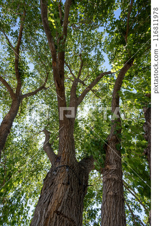 Large Cotton Tree provides shade in winery grounds in Palisade, Colorado 116811978