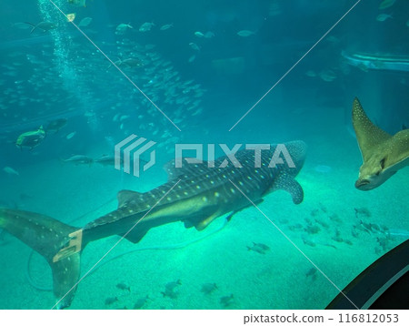 Whale shark 116812053