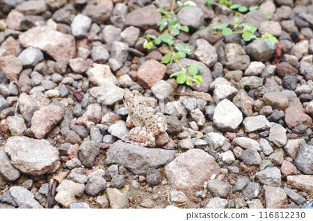 Frog on the rocks in the wild 116812230