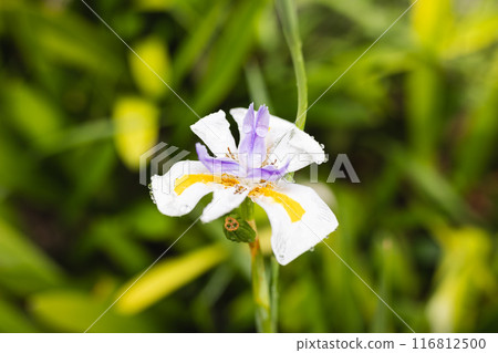 Close up of little, yellow, white and purple flower over grass in garden Close up of little, yellow, white and purple flower over grass in garden 116812500