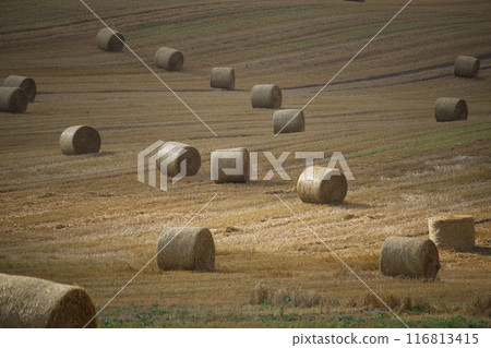 Rolled hay bales scattered across a golden harvested field during autumn 116813415