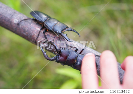 Buffalo-type stag beetle and giant stag beetle on a tree Buffalo-type stag beetle and giant stag beetle on a tree 116813432