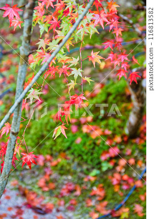 Ohara Hosen-in Temple: Beautiful autumn foliage at Ho-rakuen (Sakyo Ward, Kyoto City) 116813582