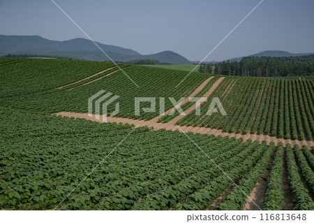 豆田土地 116813648