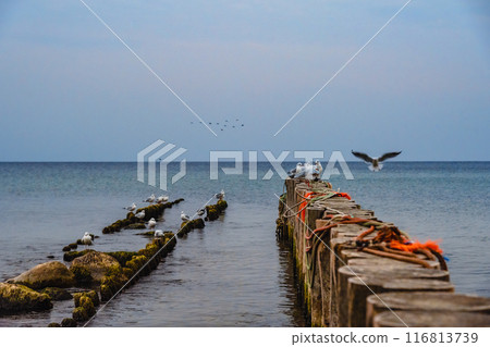 Seagulls sitting on the wooden breakwater at sunrise. Zelenogradsk. Kaliningrad region. Russia 116813739