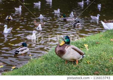 Ducks in Local city park in Zelenogradsk. Russia Ducks in Local city park in Zelenogradsk. Russia 116813743