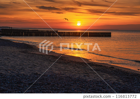 View of sand beach with wooden breakwaters on the Baltic Sea coast on sunset in Zelenogradsk. Russia View of sand beach with wooden breakwaters on the Baltic Sea coast on sunset in Zelenogradsk. Russia 116813772