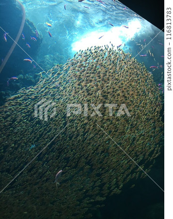 從水下看到的魚 116813783