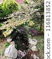 有櫻花和池塘的花園 116813852
