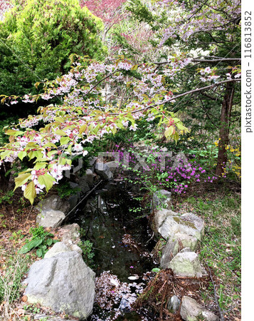 有櫻花和池塘的花園 有櫻花和池塘的花園 116813852