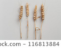 Four wheat spikelets isolated on white background. Top view . 116813884