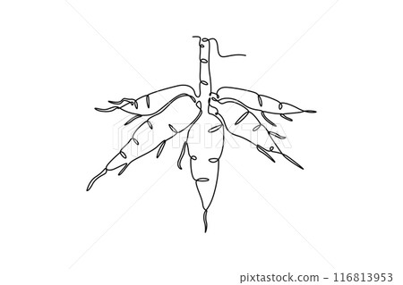 Single one line drawing of whole healthy organic cassava for plantation logo identity. Fresh edible starchy tuberous root concept for farm icon. Continuous line draw design graphic vector illustration Single one line drawing of whole healthy organic cassava for plantation logo identity. Fresh edible starchy tuberous root concept for farm icon. Continuous line draw design graphic vector illustration 116813953