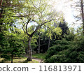 公園與綠色 116813971