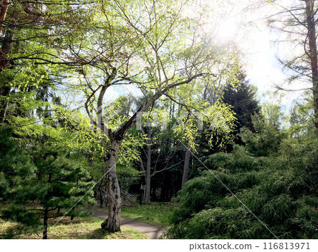 公園與綠色 116813971