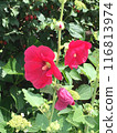 紅花（蜀葵） 116813974