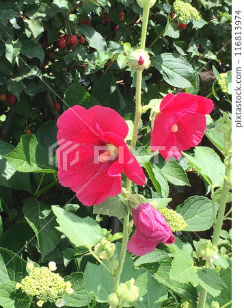 紅花（蜀葵） 116813974