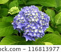 繡球花簇 116813977