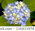 藍色繡球花 116813978
