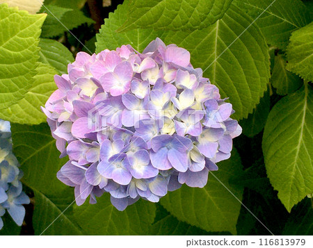 Hydrangea flower cluster 116813979
