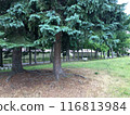 一棵大樹在公園裡 116813984
