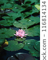 Pink water lilies reflected on the surface of the water 116814134
