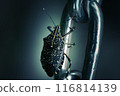 A spotted stink bug hanging on to a chain 116814139
