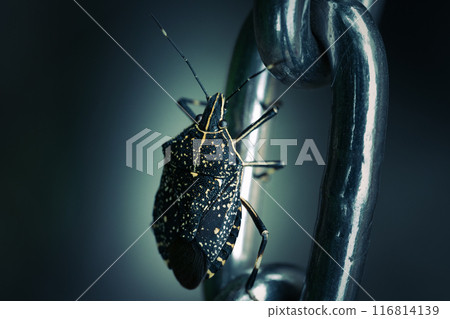 A spotted stink bug hanging on to a chain A spotted stink bug hanging on to a chain 116814139
