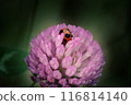 Ladybug hiding in red clover 116814140